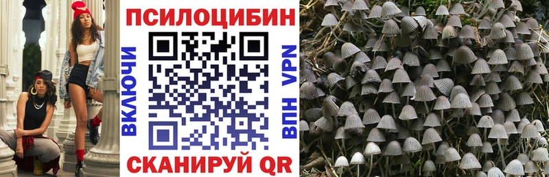 Псилоцибиновые грибы мицелий Новая Ладога
